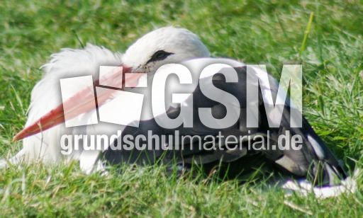 Weißstorch-3.jpg
